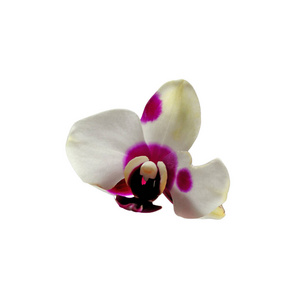 白色背景上孤立的美丽的杂色兰花