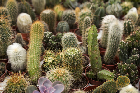 各种不同的植物区系图片-各种不同的植物区系素材-各种不同的植物区系