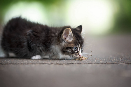 斑猫 基蒂 猫科动物 可爱极了 哺乳动物 宝贝 毛茸茸的