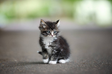 动物 斑猫 肖像 宠物 小猫 哺乳动物 甜的 行走 长发