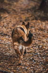 秋天公园里的德国牧羊犬肖像。波基模糊Bac