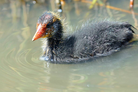 小浣熊