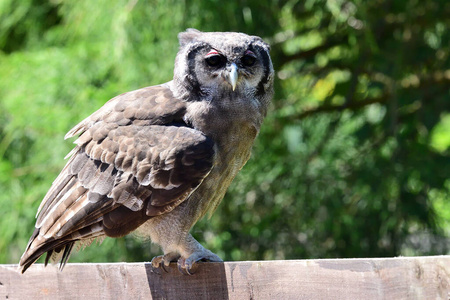 弗雷厄鹰猫头鹰Bubo lacteus