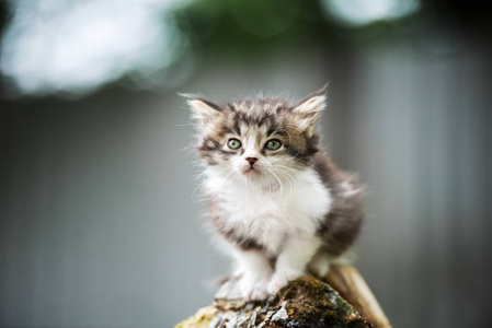 短发 动物 宝贝 斑猫 基蒂 毛皮 美丽的 特写镜头 小猫