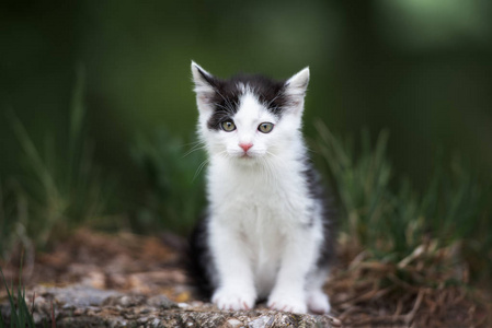 猫科动物 有趣的 宠物 短发 自然 宝贝 夏天 头发 小猫