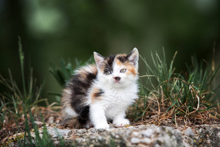 特写镜头 小猫 眼睛 漂亮的 宝贝 基蒂 可爱极了 猫科动物