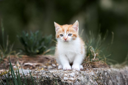 小猫 肖像 动物 猫科动物 可爱的 摆姿势 漂亮的 毛皮