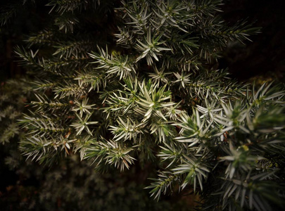 植物 植物区系 环境 季节 特写镜头 颜色 美丽的 纹理