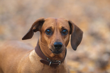 自然 朋友 肖像 宠物 犬科动物 春天 微笑 乐趣 美好的