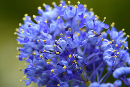 Ceanothus 