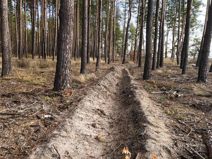 森林里的沟渠防火松林中树木间的沟渠边界穿过森林
