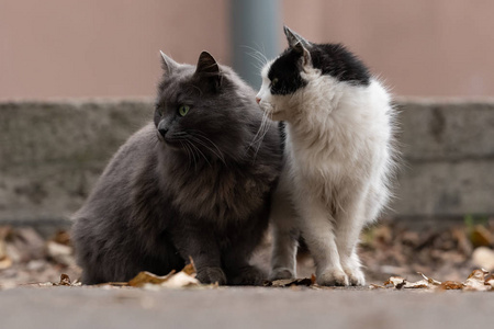 小猫在街上图片