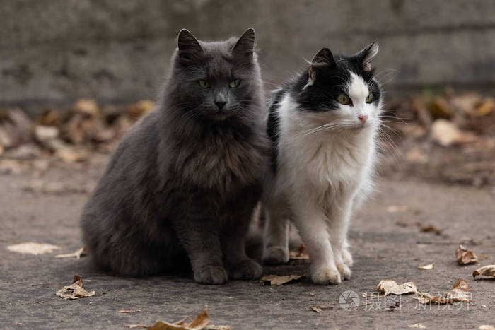 两只猫坐在街上灰色的猫黑白猫