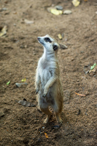 meerkat is a panic animal 