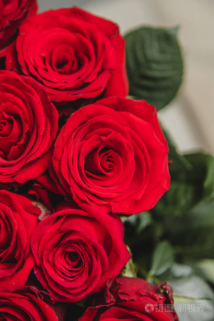 一束鲜红色玫瑰在白色背景上特写镜头