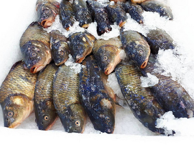 准备 食物 饮食 海鲜 烹饪 晚餐 市场 海的 动物 鳟鱼