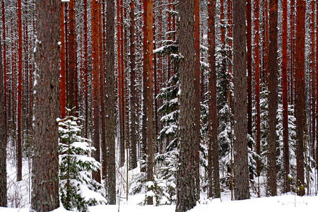 树皮 国家的 自然 季节 树干 冻结 木材 美丽的 森林