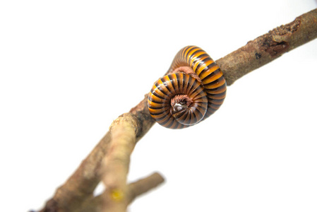 在森林里的千足虫树枝上的千足虫,孤立在白色背景上照片