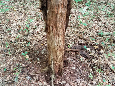 森林中树皮剥落或剥落的树