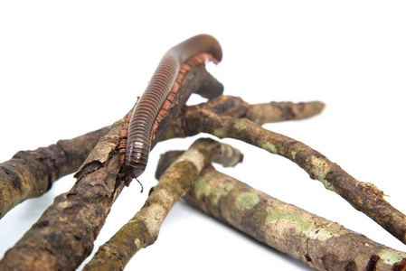 在森林里的千足虫树枝上的千足虫,孤立在白色背景上照片