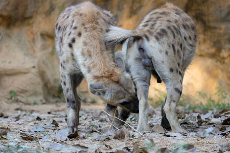 斑鬣狗壁纸图片