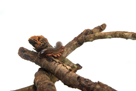 树枝上的千足虫,孤立在白色背景上照片