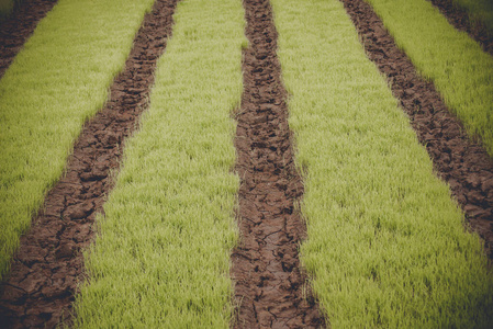 泰国的田里种着小米