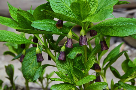 干牛鞭牛鞭草照片