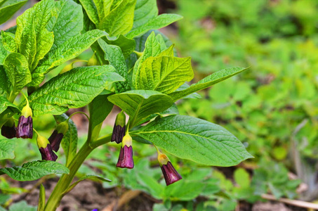 牛鞭牛鞭草照片