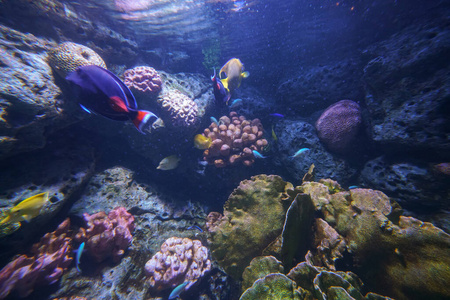 水下海洋生物珊瑚礁和鱼类