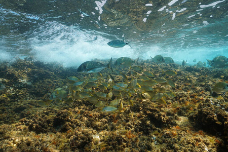 地中海水下的海鲷鱼群