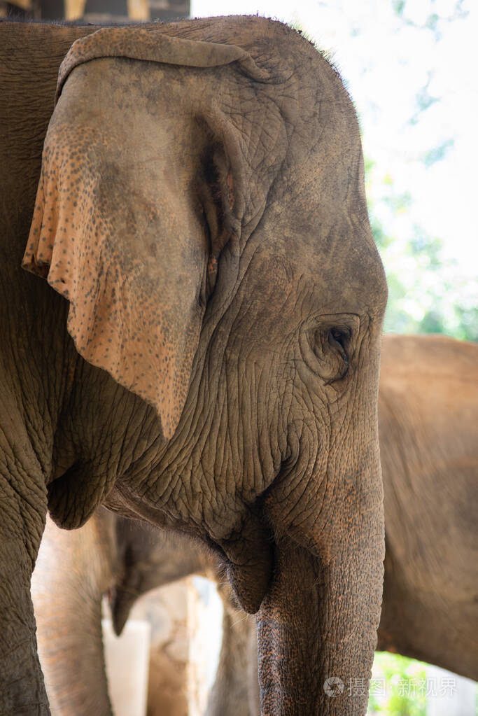 大象放松时的特写镜头