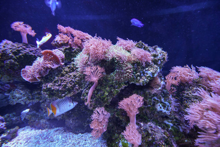 水下海洋生物珊瑚礁和鱼类