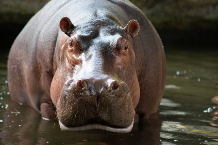 Hippopotamus 