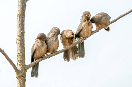 动物 狒狒 野生动物 鸟群 梳理 鸟类学 羽毛