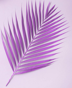 植物 自然 紫罗兰 树叶 纹理 墙纸 森林 时尚 棕榈 紫色