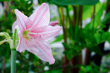 星百合花