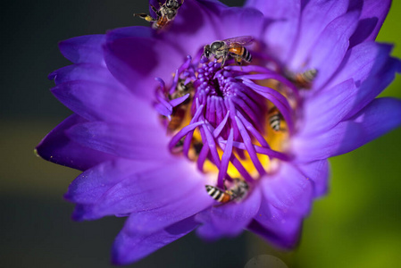 蜜蜂从美丽的紫色睡莲或莲花中吸取花蜜。蜜蜂和花的宏观画面。