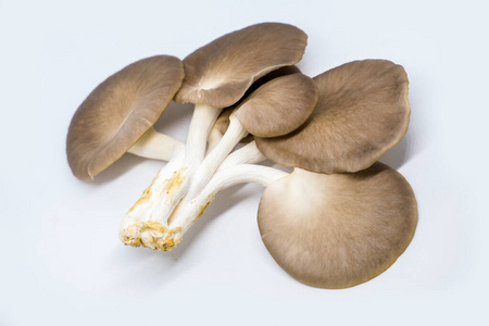 鲍鱼菇灰色图片