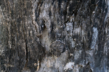 历史 木材 材料 树干 森林 树桩 生活 古老的 生长 橡树
