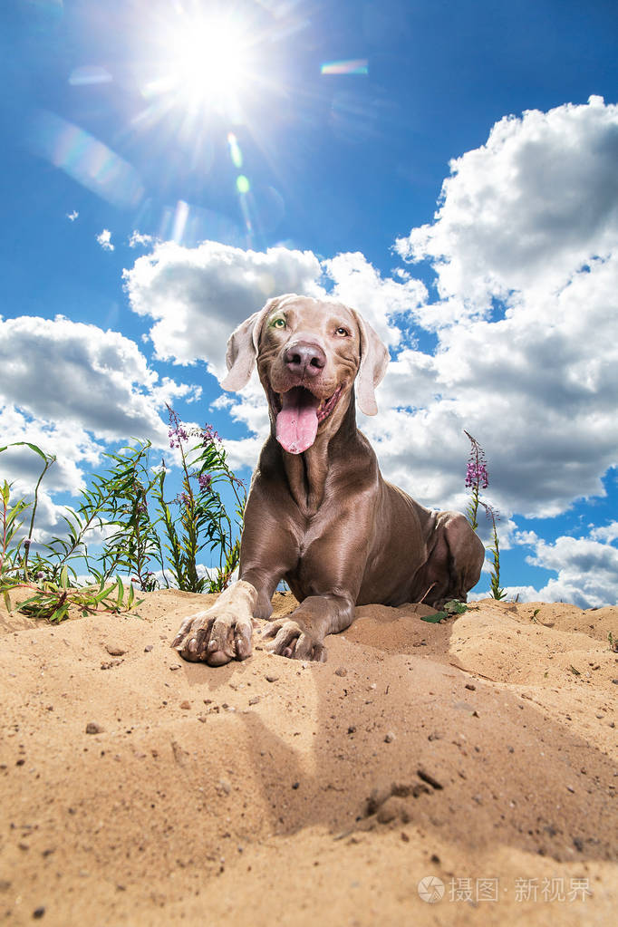 快乐的威马拉犬在沙滩上休息阳光明媚的一天