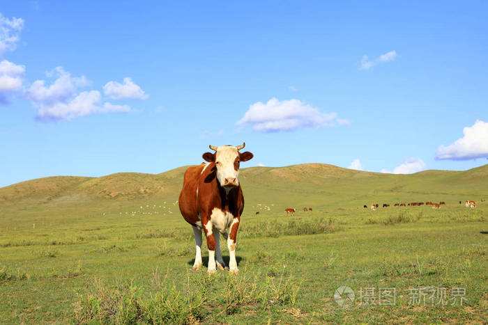 草原上的牛