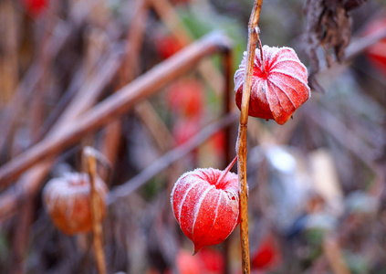 落下 季节 白霜 植物区系 植物 秋天 浆果 水果 酸浆