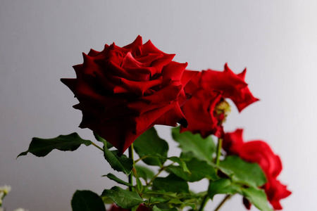 浪漫情人节玫瑰