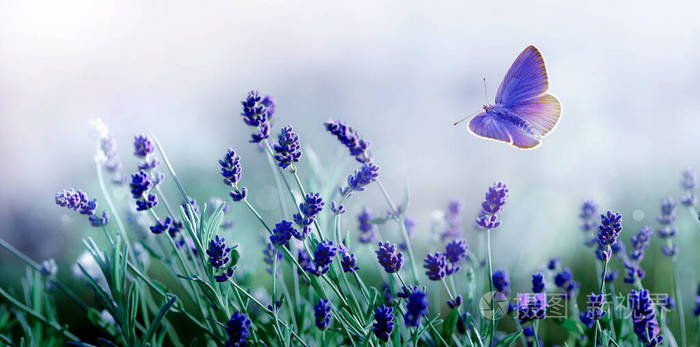 大自然中盛开的薰衣草和飞舞的蝴蝶