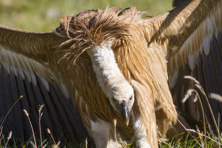 前景中的狮鹫.照片