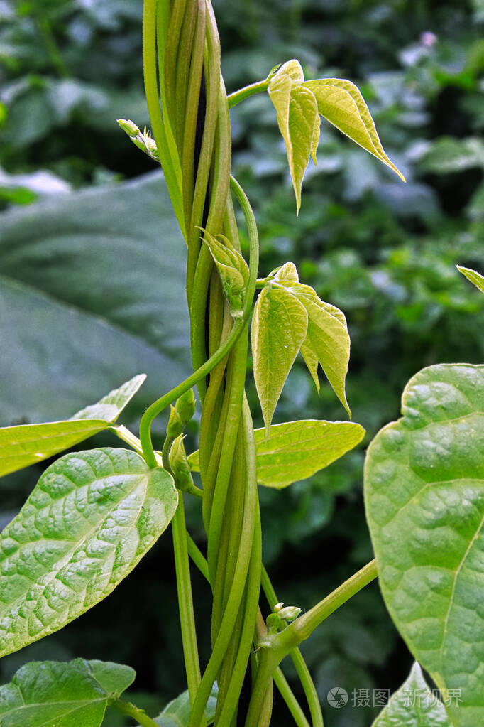 筋骨豆子植物的图片图片