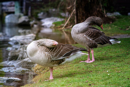 Two greylag geese  on a grass 