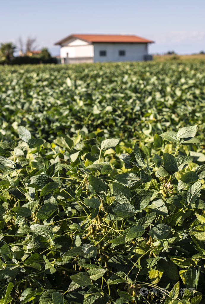 大豆种植园农场里的大豆