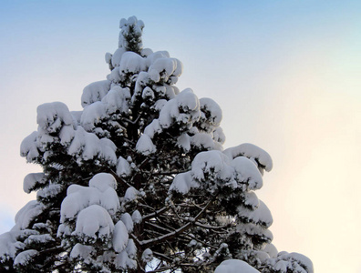 树枝上覆盖着白雪。